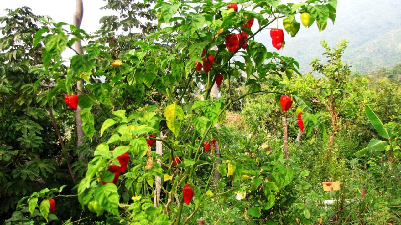 Sol De Minca Eco Lodge エクステリア 写真